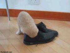 cat shoe